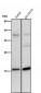 Anti-Phospho-Histone H3 (S28) Rabbit Monoclonal Antibody